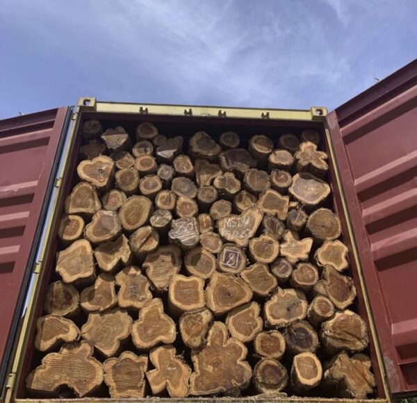 Africa Teak Logs